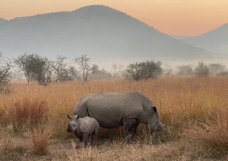 Rhinoceros at the Pilanesberg National Park in the North West Province of South Africa. Image credit: ICE HKA G&amp;S