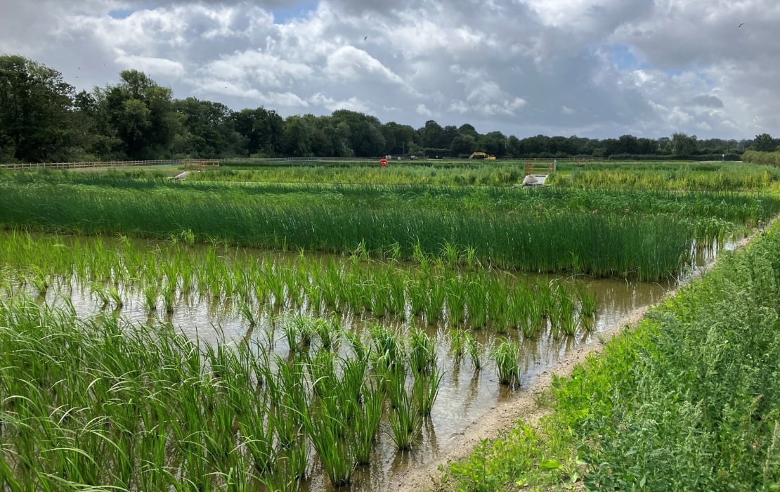 Nature-based solutions in action
