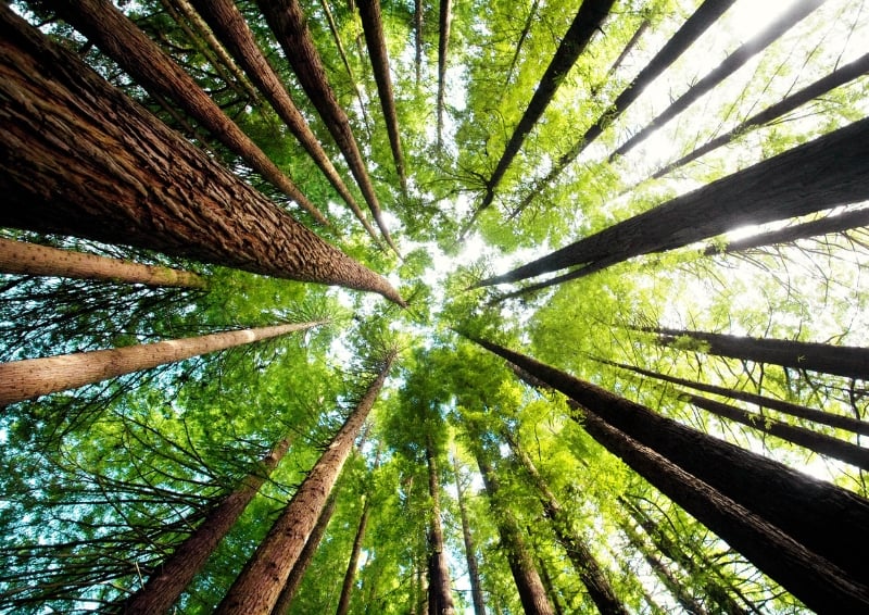 Trees trap greenhouse gases and help manage water cycles. Image credit: Shutterstock