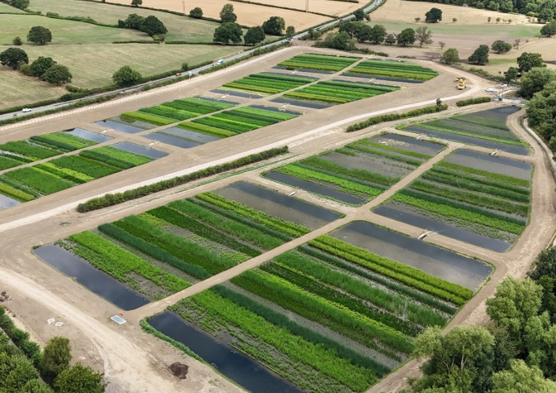 Dearne Reach integrated constructed wetland