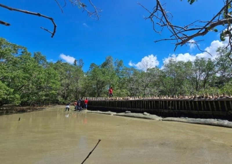 Advancing coastal and mangrove resilience through sustainable nature-based solutions