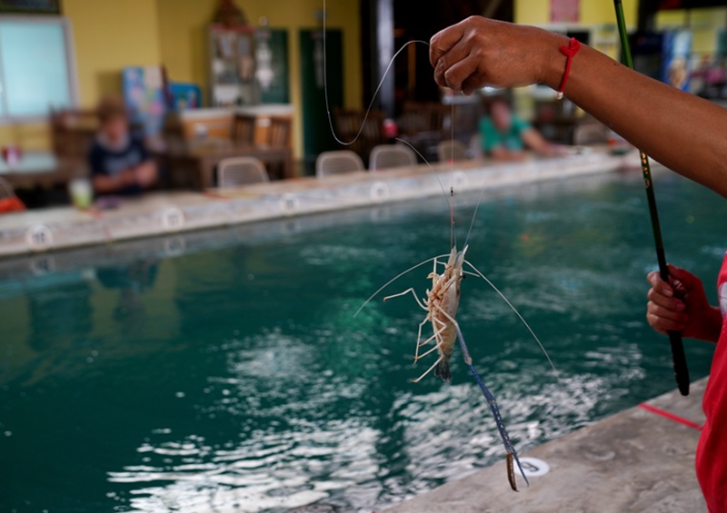 HKA networking: shrimp fishing