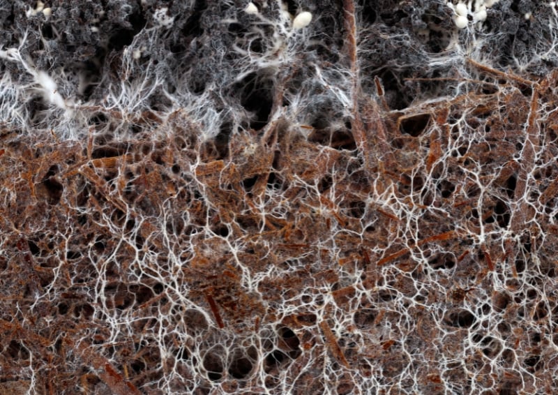 Researchers are investigating mycelium's potential as a low-carbon construction material. Image credit: Shutterstock